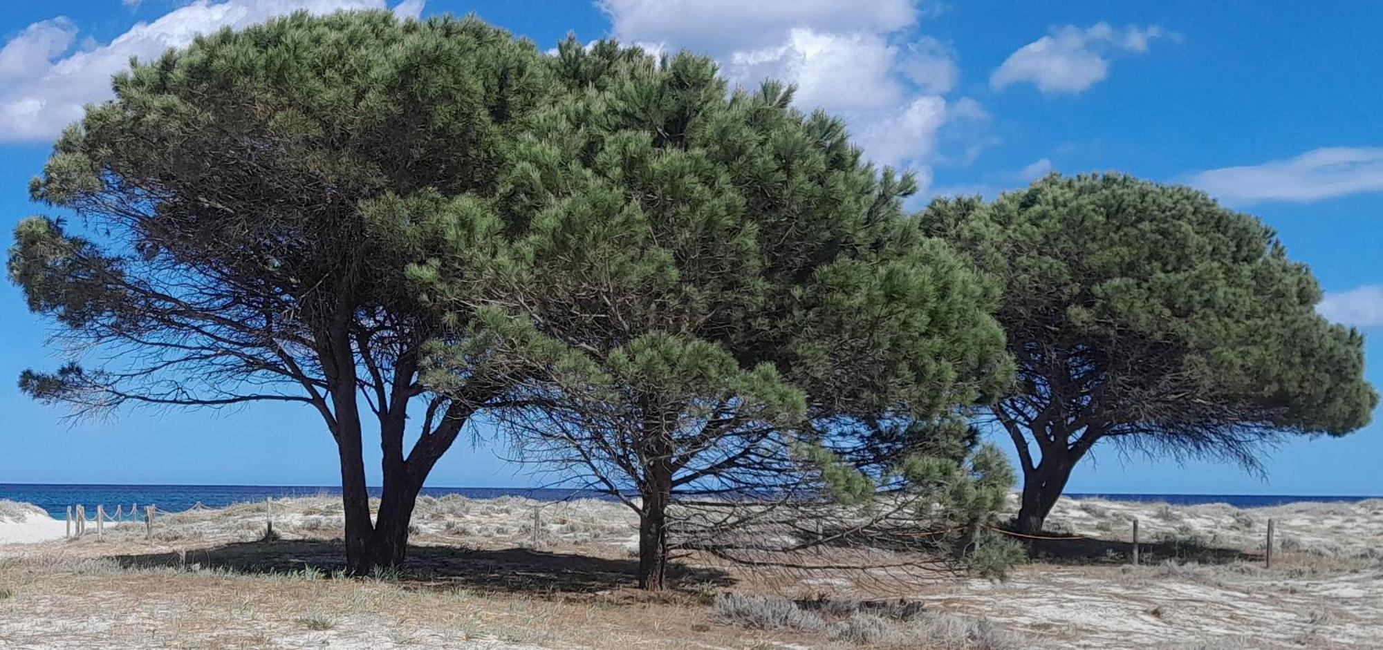 Resort Abbaia Ba Budoni Exterior foto